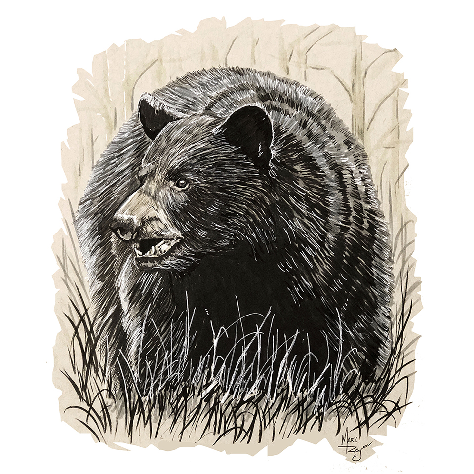 Black Bear in Woods