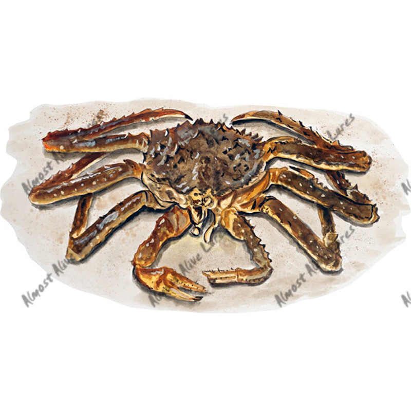 King Crab - Printed Vinyl Decal