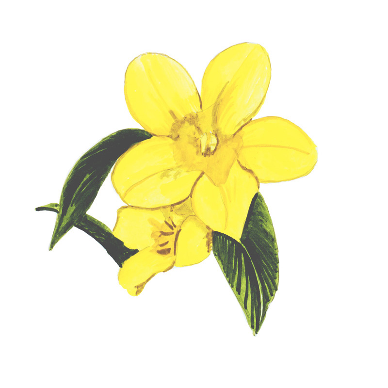 Yellow Jasmine - Printed Vinyl Decal