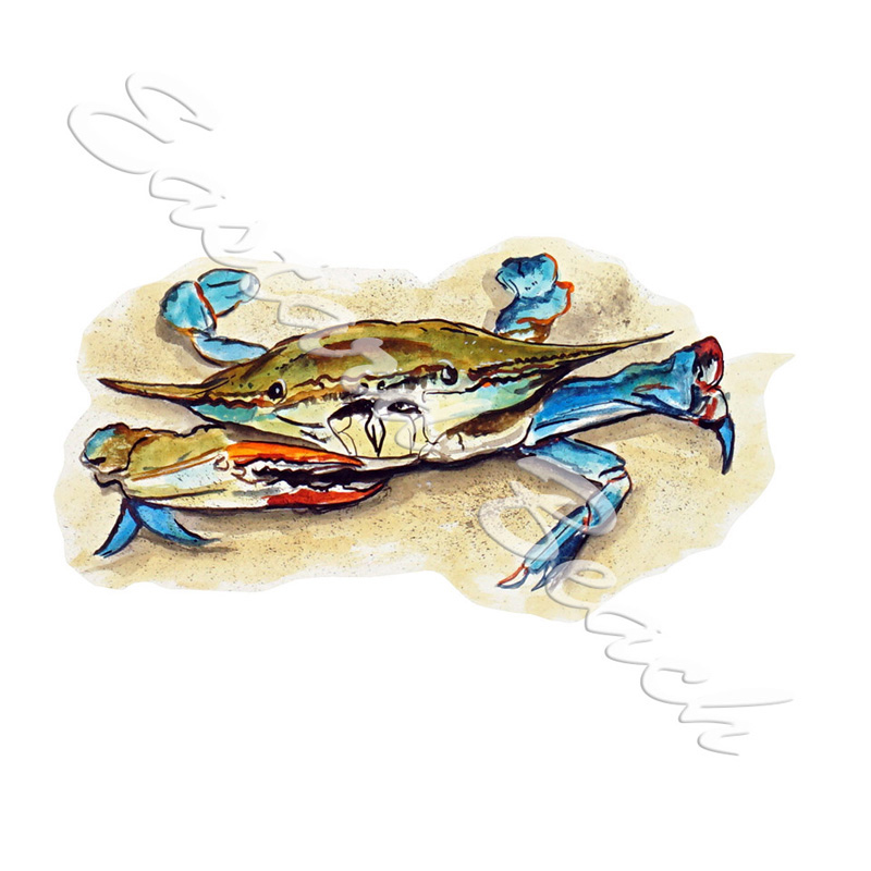 Blue Crab in Sand - Printed Vinyl Decal