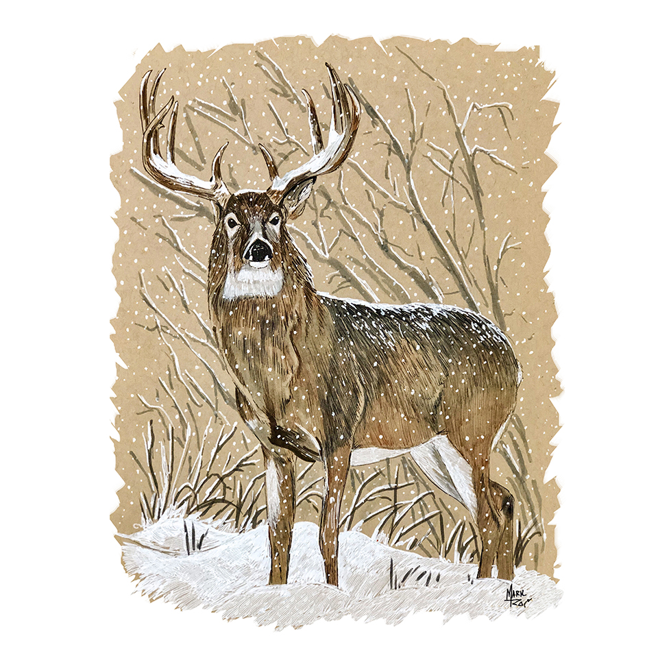 White Tail Deer in Snow